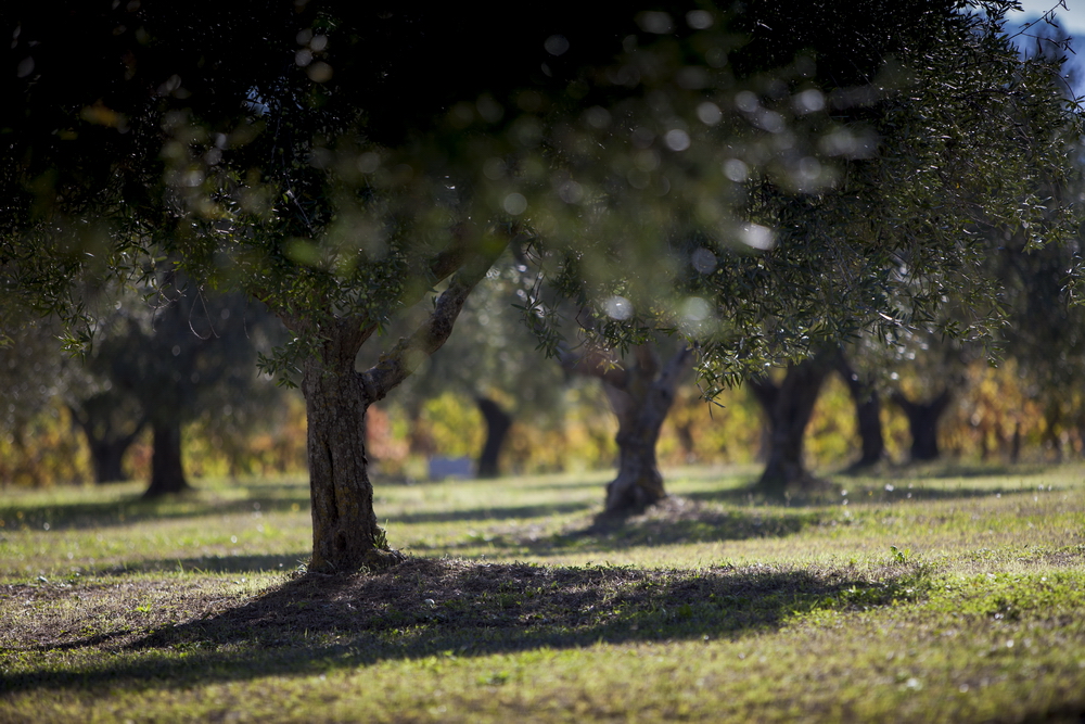 A walk through our olive grove