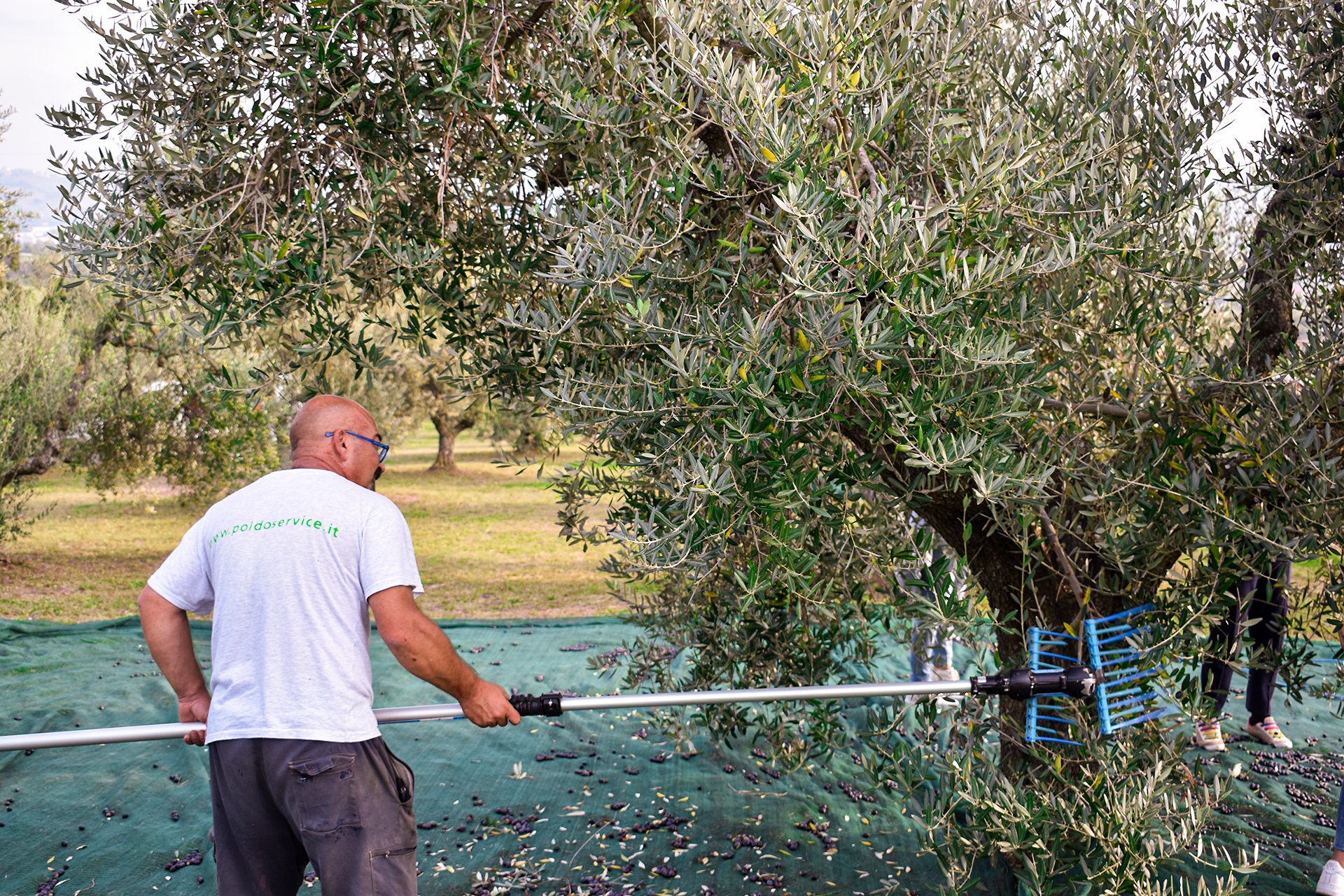 olive slicing machine 